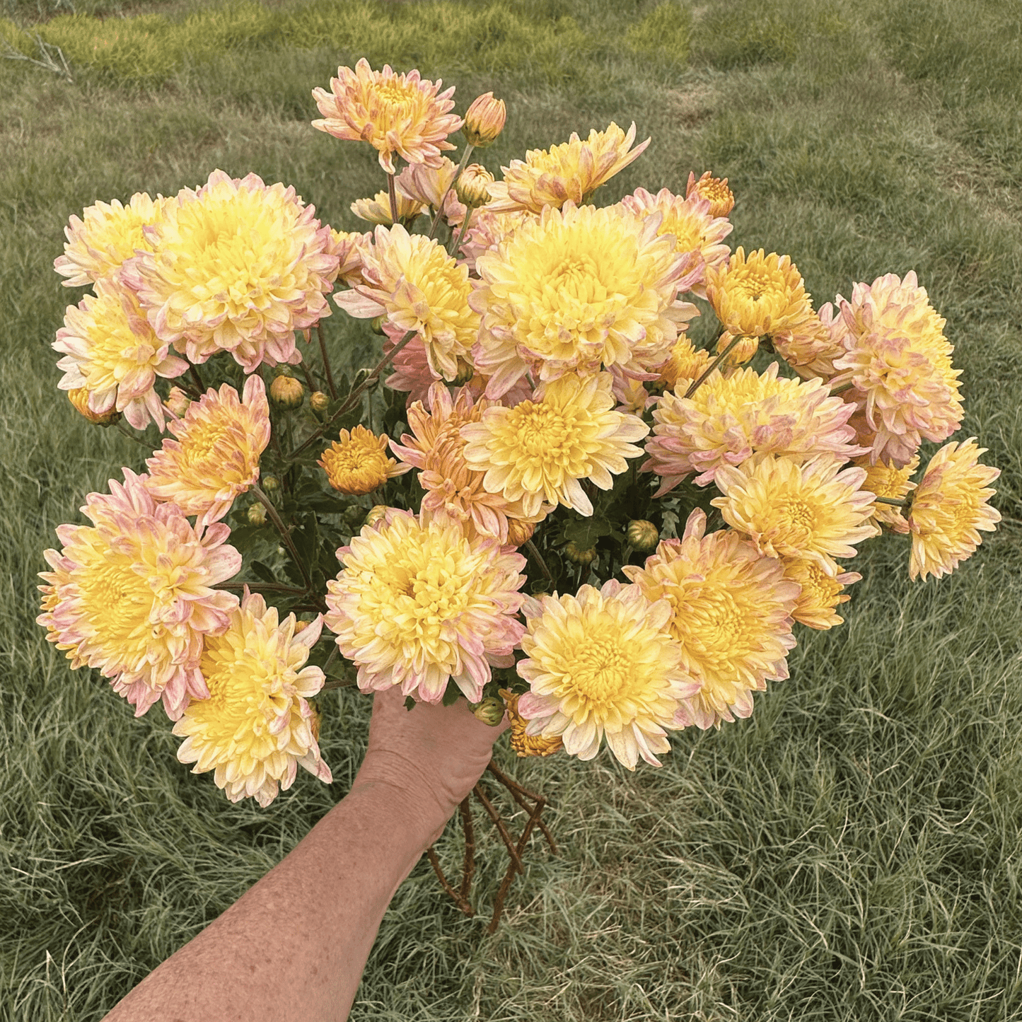 Strawberry Shortcake Heirloom Chrysanthemum | South Africa - Love Dahlias - south - africa - flower - bulbs