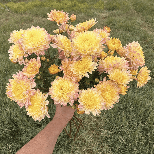 Strawberry Shortcake Heirloom Chrysanthemum | South Africa - Love Dahlias - south - africa - flower - bulbs