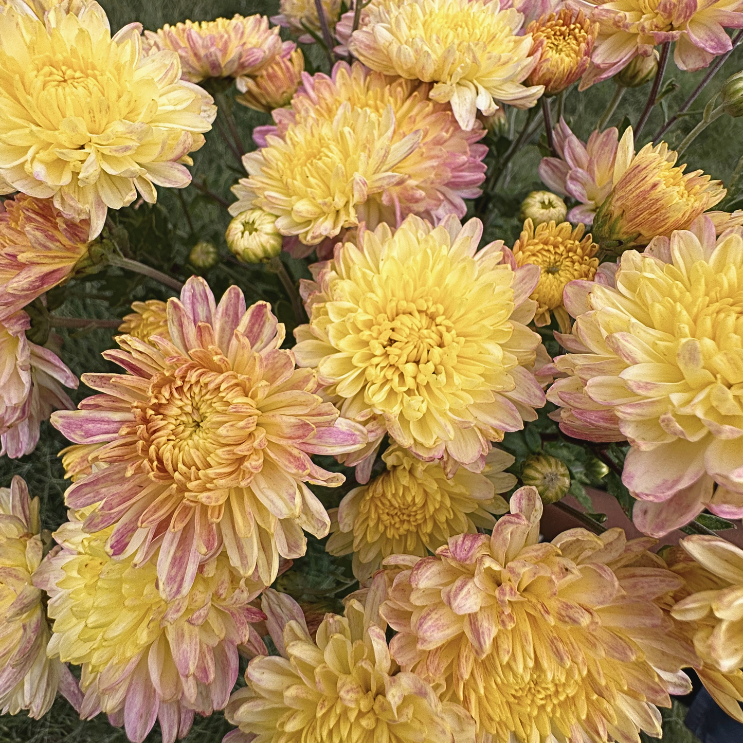 Strawberry Shortcake Heirloom Chrysanthemum | South Africa - Love Dahlias - south - africa - flower - bulbs