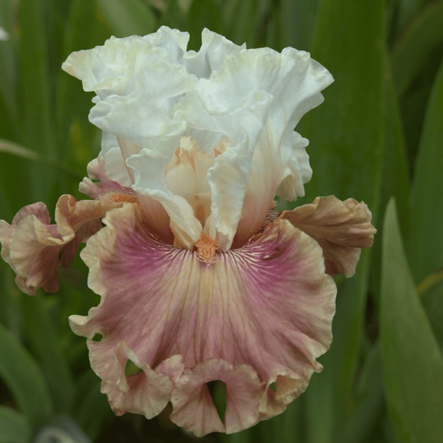 Strawberry Sorbet Bearded Iris (Coming in 2028) - Love Dahlias - south - africa - flower - bulbs