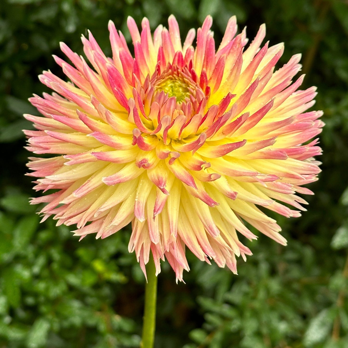 Summer Breeze Dahlia Tuber - Love Dahlias - south - africa - flower - bulbs