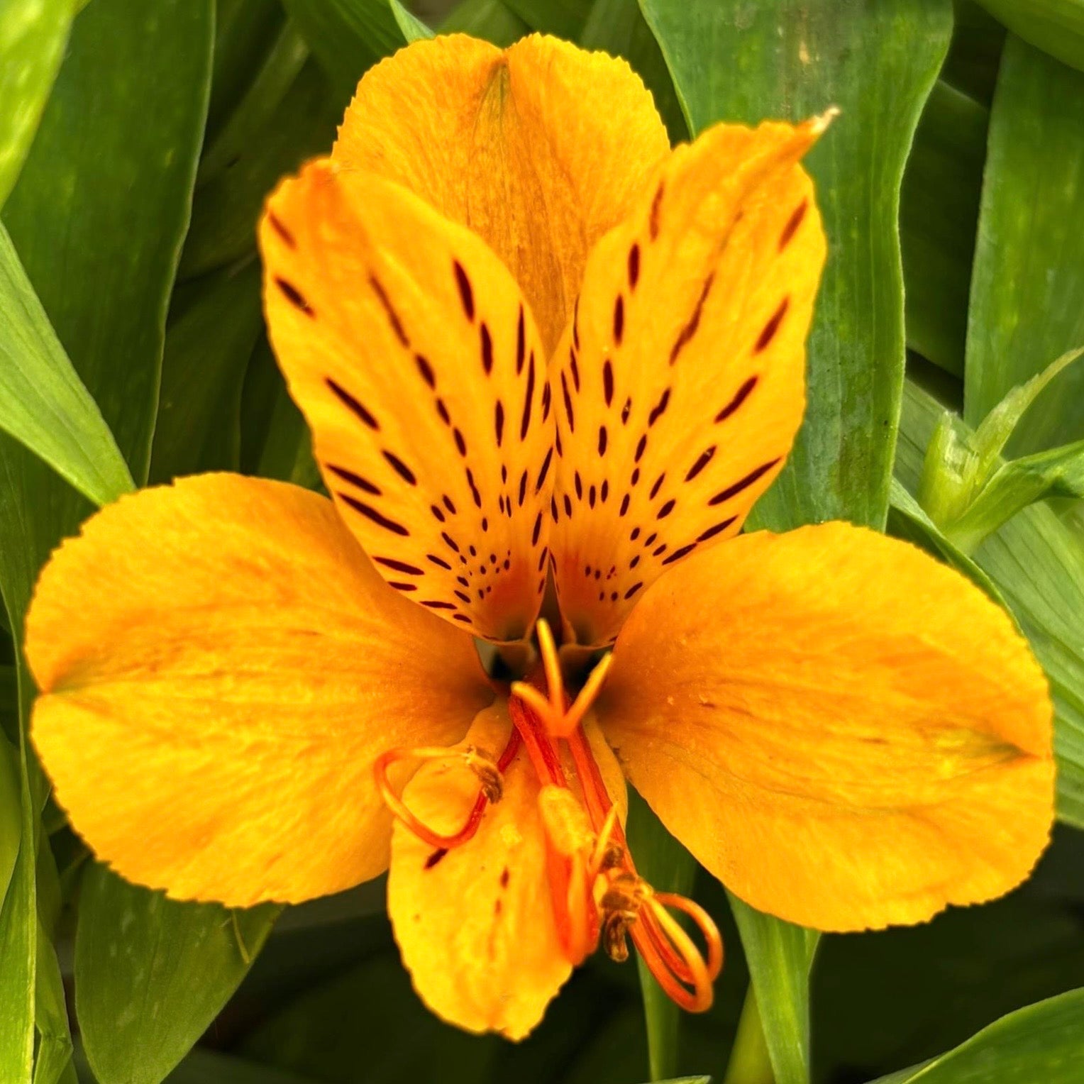 Sunny Side Up Alstroemeria Plant (Inca Lily) - Love Dahlias - south - africa - flower - bulbs
