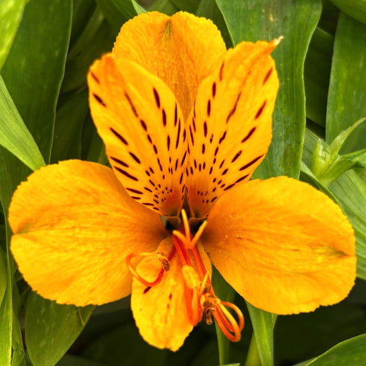 Sunny Side Up Alstroemeria Plant (Inca Lily) - Love Dahlias - south - africa - flower - bulbs