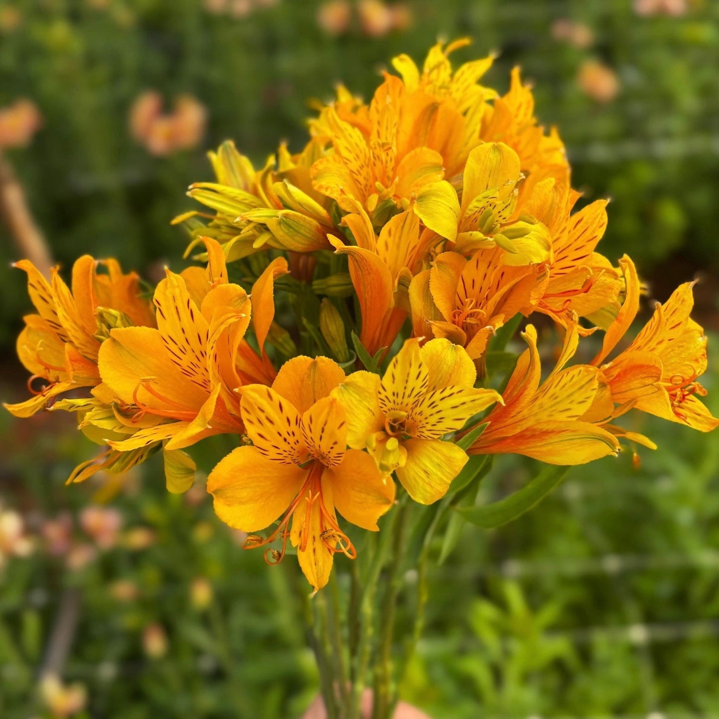 Sunny Side Up Alstroemeria Plant (Inca Lily) - Love Dahlias - south - africa - flower - bulbs
