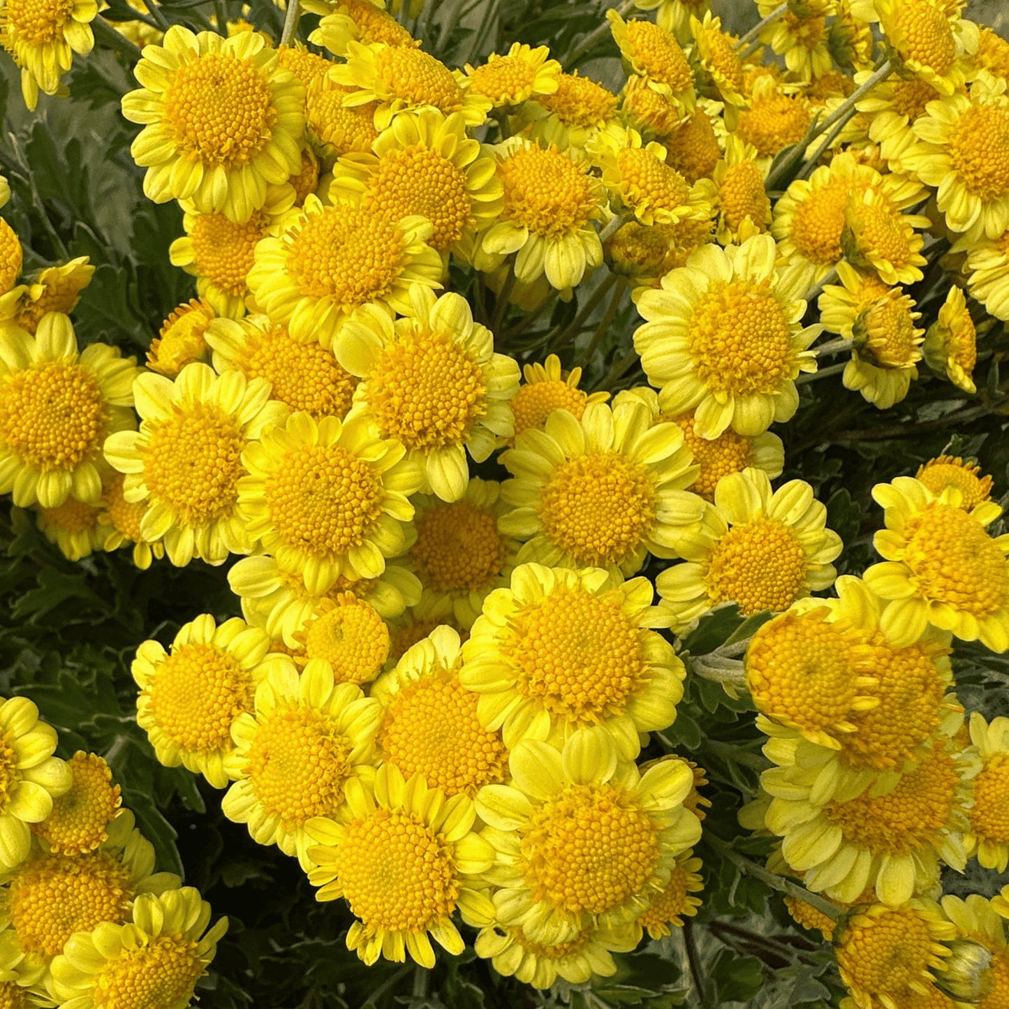 Sunshine Heirloom Chrysanthemum | South Africa - Love Dahlias - south - africa - flower - bulbs