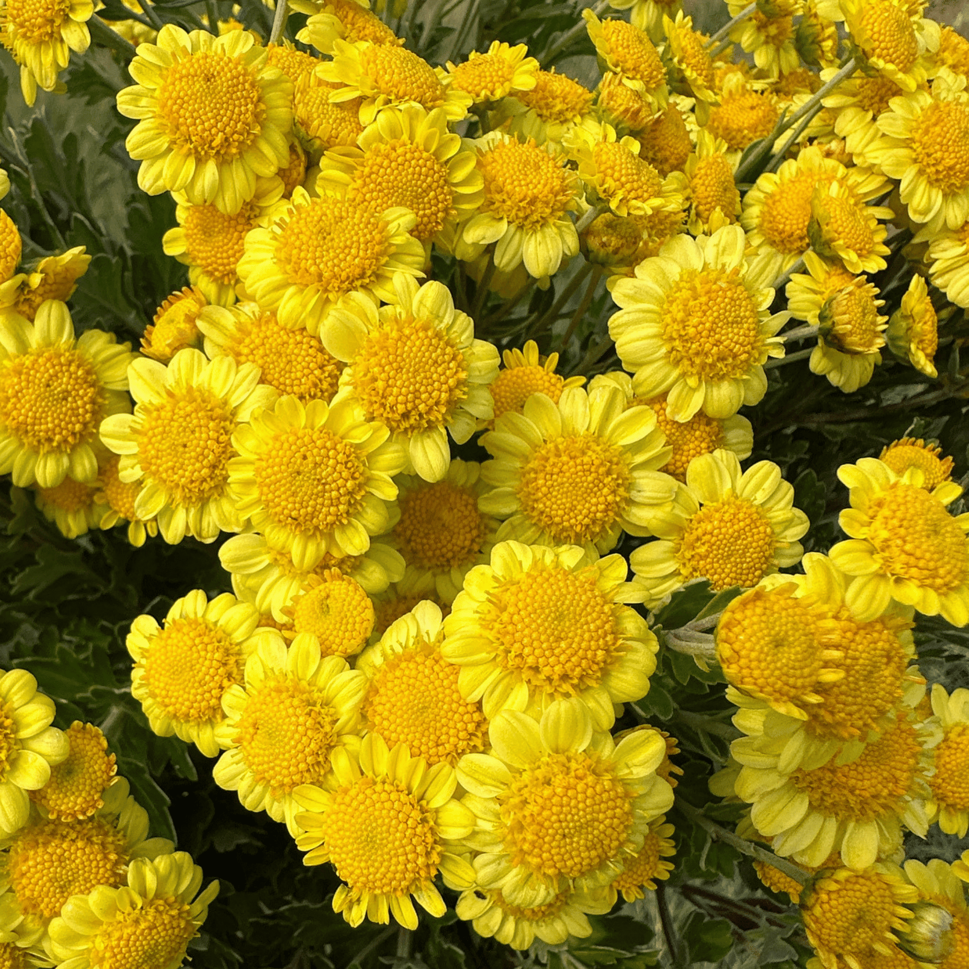 Sunshine Heirloom Chrysanthemum | South Africa - Love Dahlias - south - africa - flower - bulbs