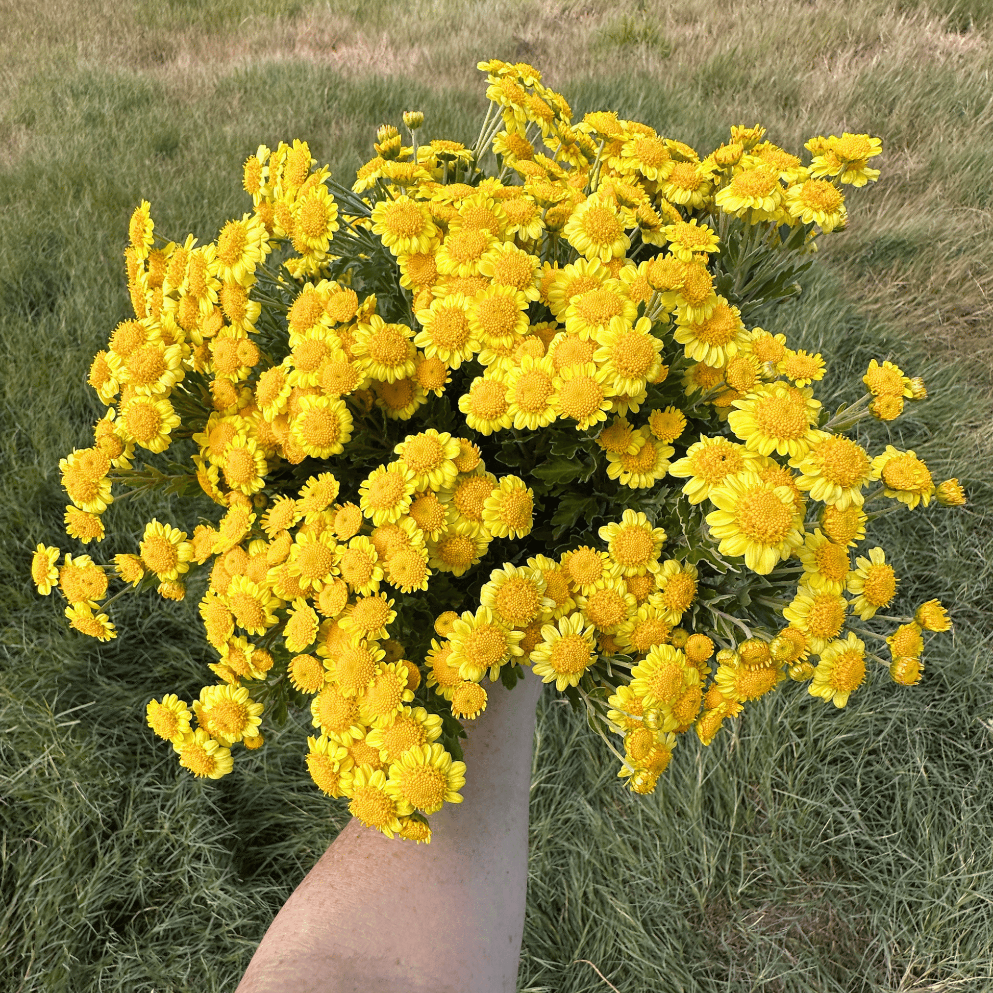 Sunshine Heirloom Chrysanthemum | South Africa - Love Dahlias - south - africa - flower - bulbs