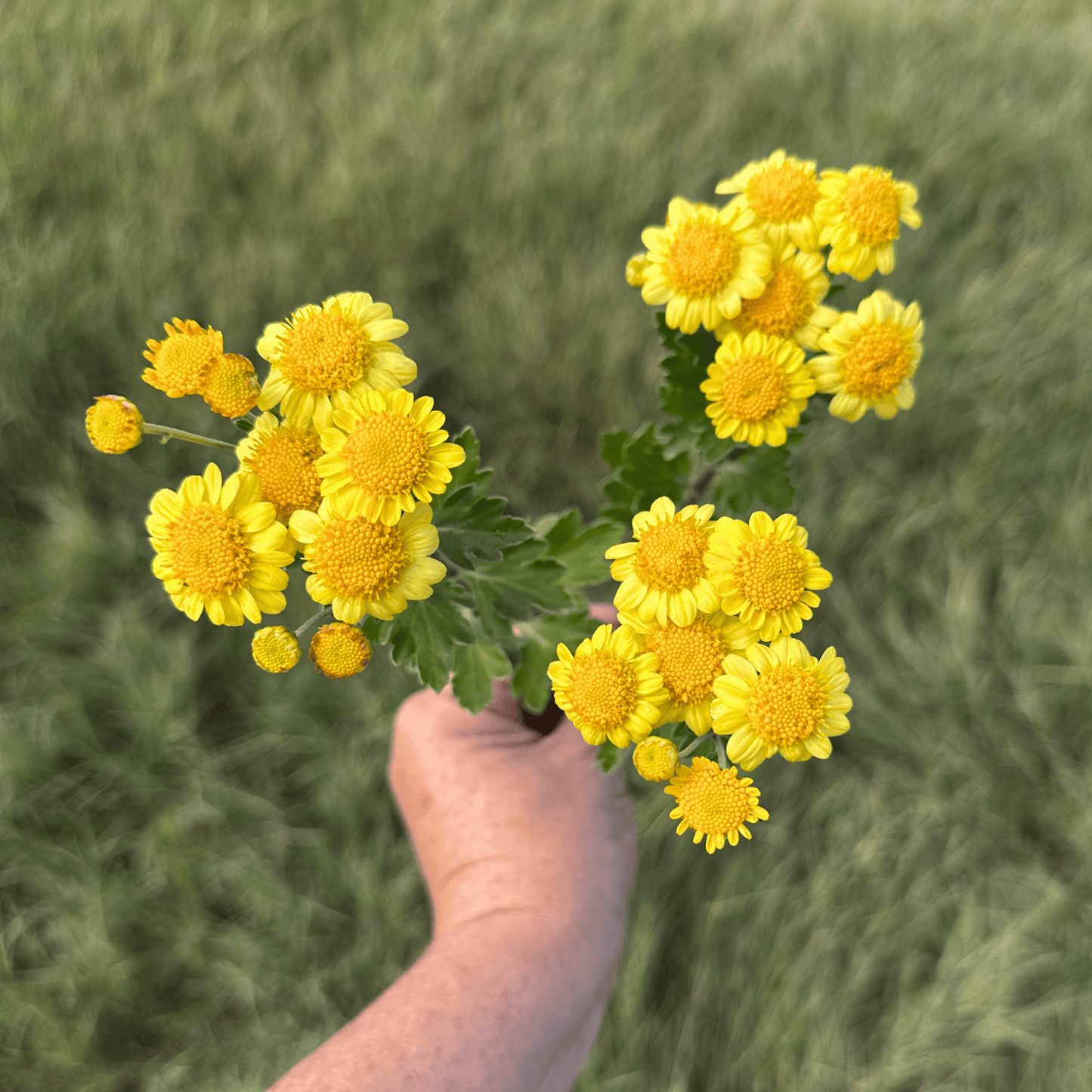 Sunshine Heirloom Chrysanthemum | South Africa - Love Dahlias - south - africa - flower - bulbs