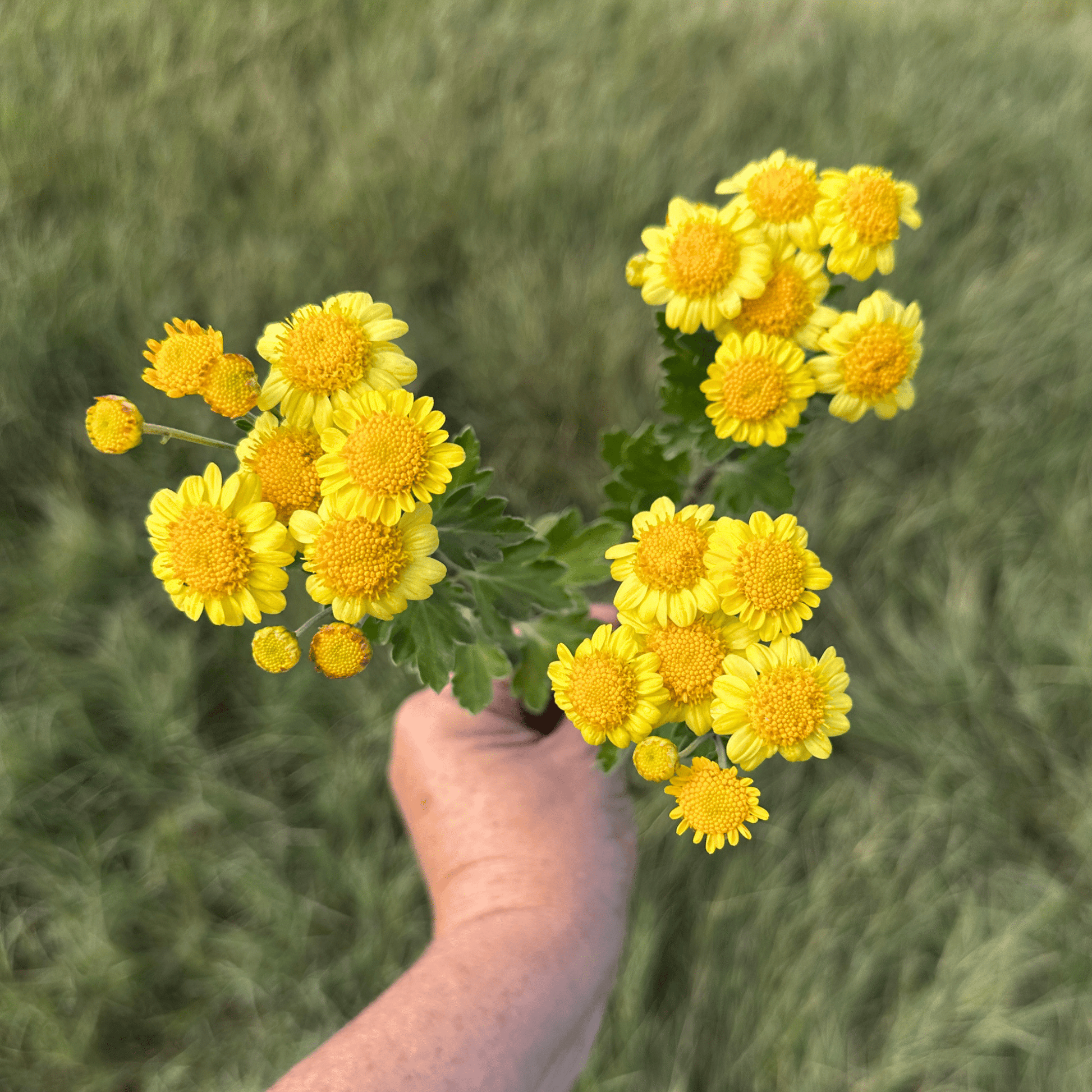 Sunshine Heirloom Chrysanthemum | South Africa - Love Dahlias - south - africa - flower - bulbs
