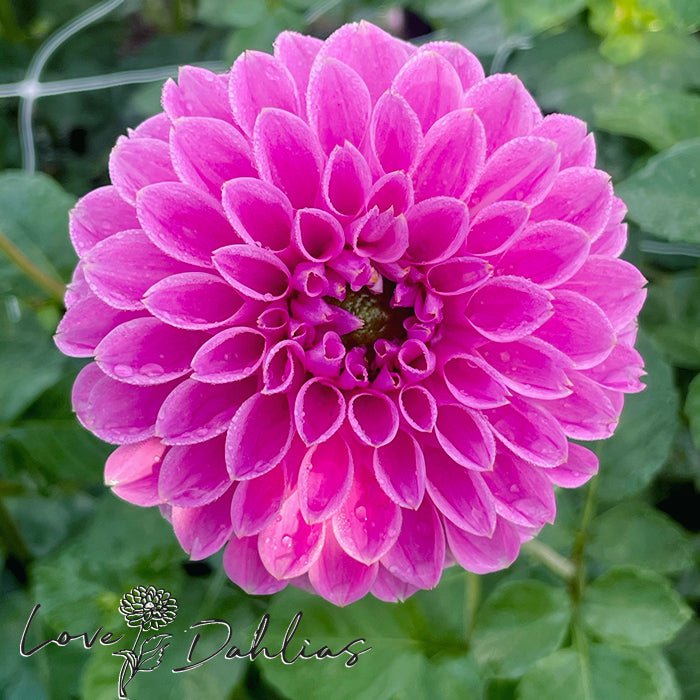 Sweet Fabienne Dahlia Tuber - Love Dahlias - south - africa - flower - bulbs