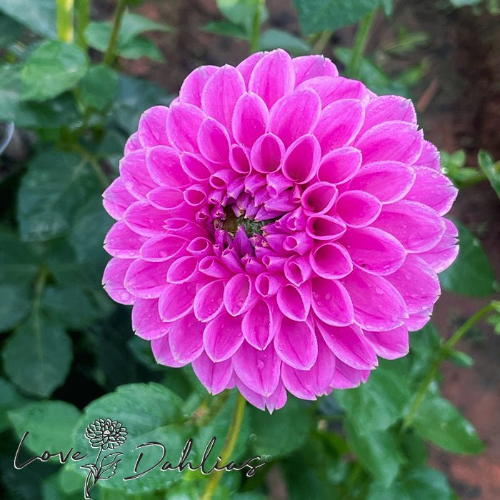 Sweet Fabienne Dahlia Tuber - Love Dahlias - south - africa - flower - bulbs