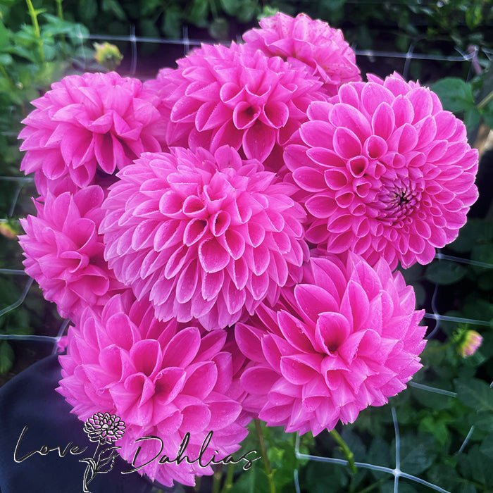 Sweet Fabienne Dahlia Tuber - Love Dahlias - south - africa - flower - bulbs