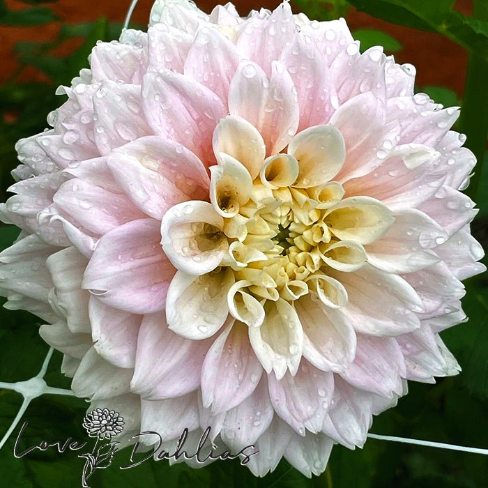 Sweet Love Dahlia Tuber - Love Dahlias - south - africa - flower - bulbs