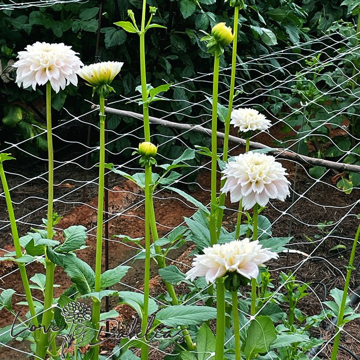 Sweet Love Dahlia Tuber - Love Dahlias - south - africa - flower - bulbs