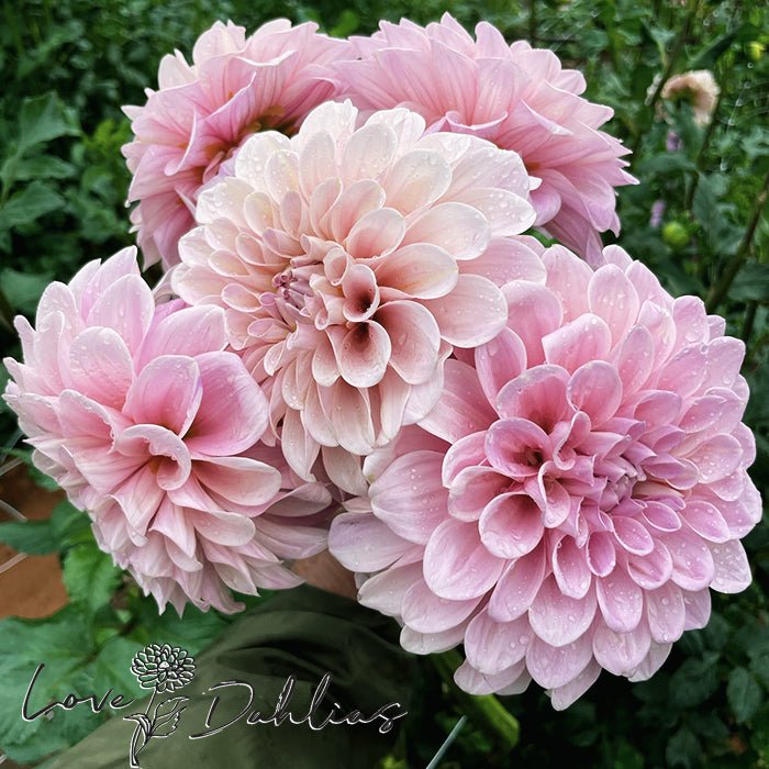 Sweet Nathalie Dahlia Tuber - Love Dahlias - south - africa - flower - bulbs