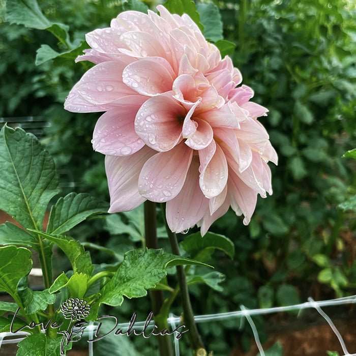 Sweet Nathalie Dahlia Tuber - Love Dahlias - south - africa - flower - bulbs