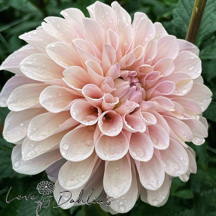 Sweet Nathalie Dahlia Tuber - Love Dahlias - south - africa - flower - bulbs