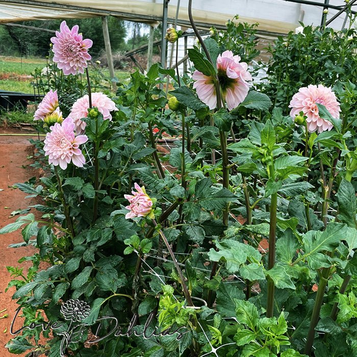 Sweet Nathalie Dahlia Tuber - Love Dahlias - south - africa - flower - bulbs