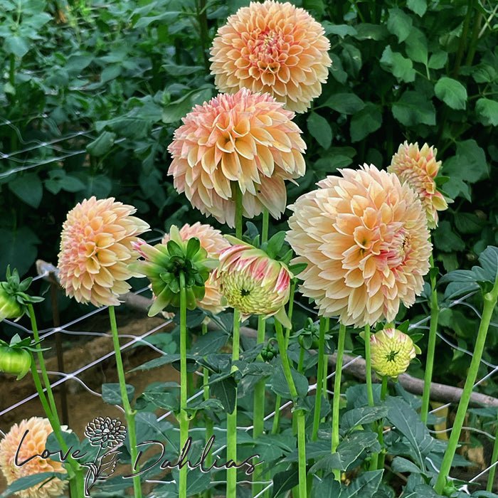 Sweet Suzanne Dahlia Tuber - Love Dahlias - south - africa - flower - bulbs