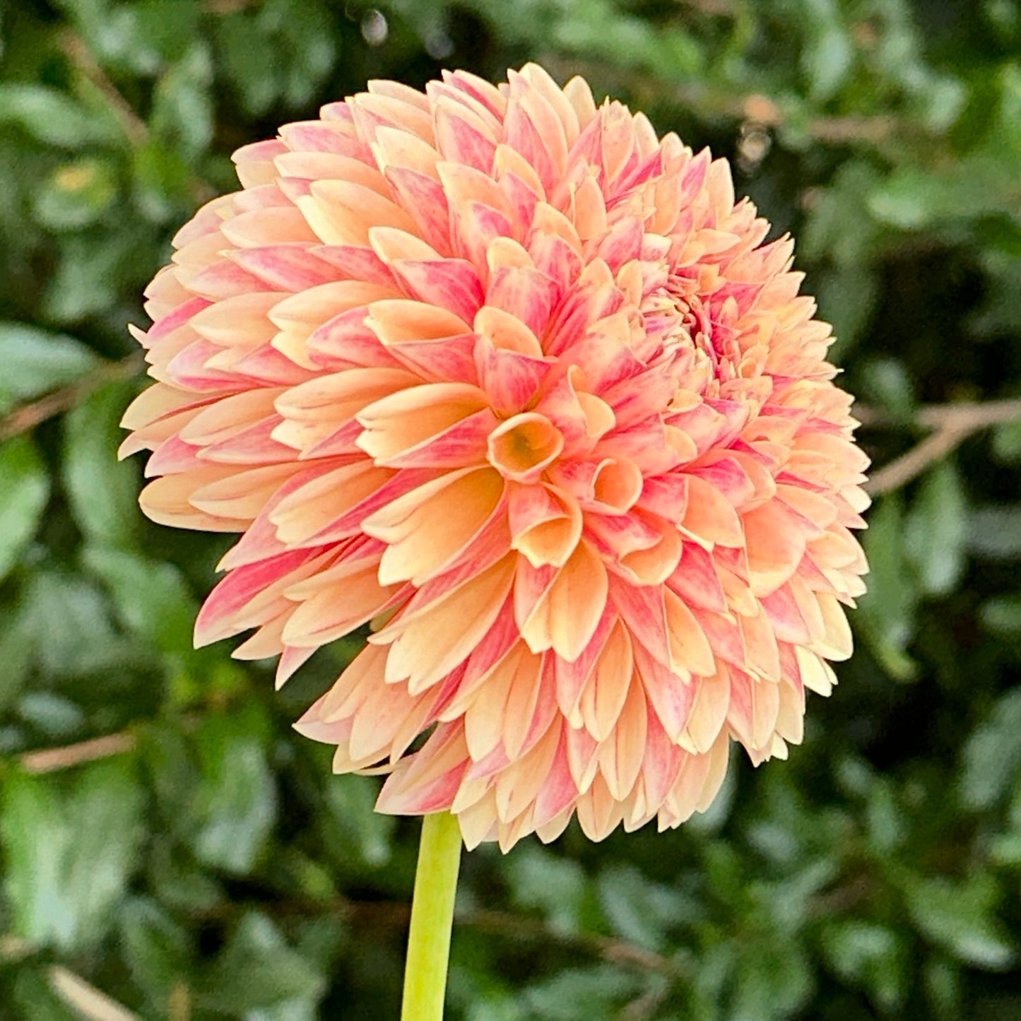 Sweet Suzanne Dahlia Tuber - Love Dahlias - south - africa - flower - bulbs