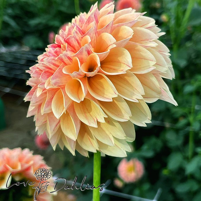 Sweet Suzanne Dahlia Tuber - Love Dahlias - south - africa - flower - bulbs