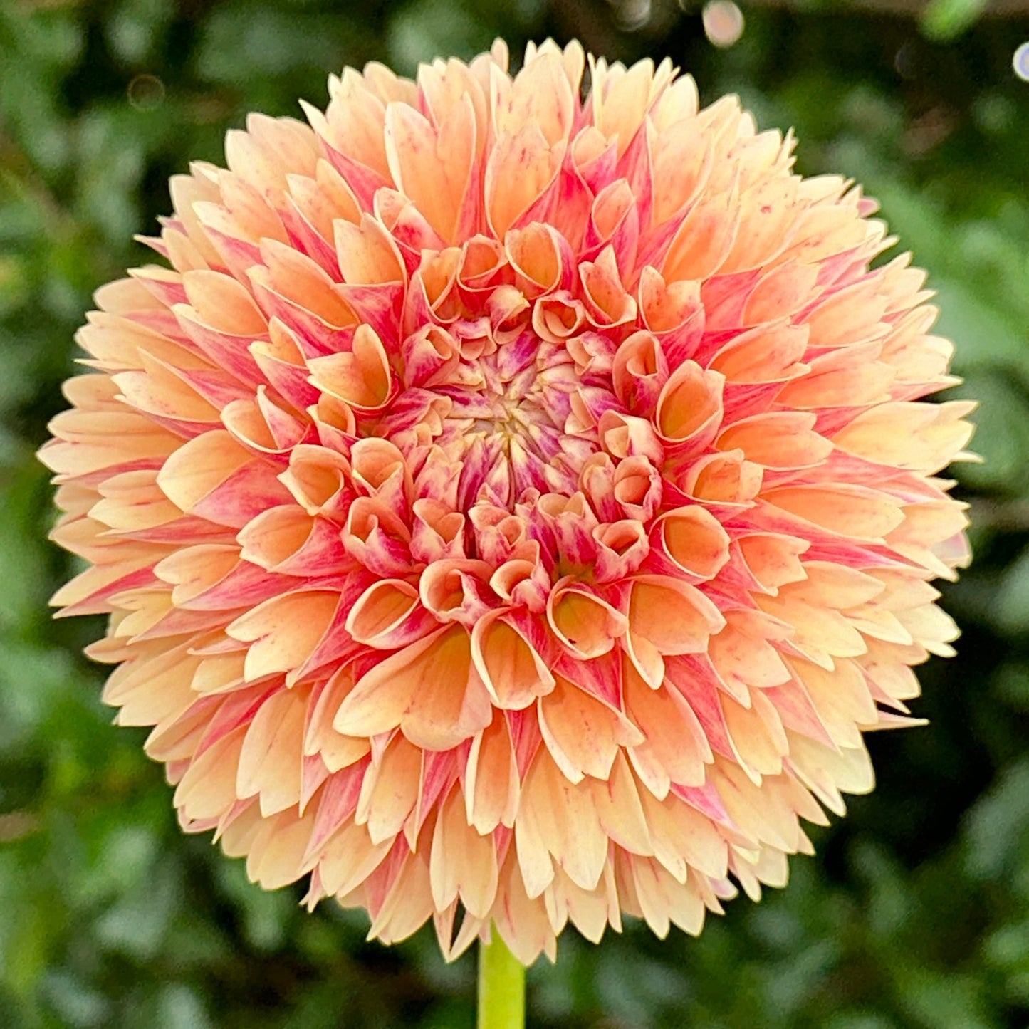 Sweet Suzanne Dahlia Tuber - Love Dahlias - south - africa - flower - bulbs