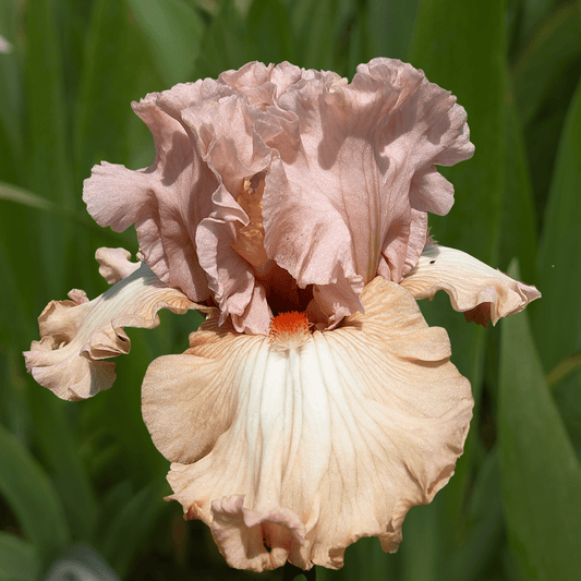 Sweet Victoria Bearded Iris (Coming in 2028) - Love Dahlias - south - africa - flower - bulbs