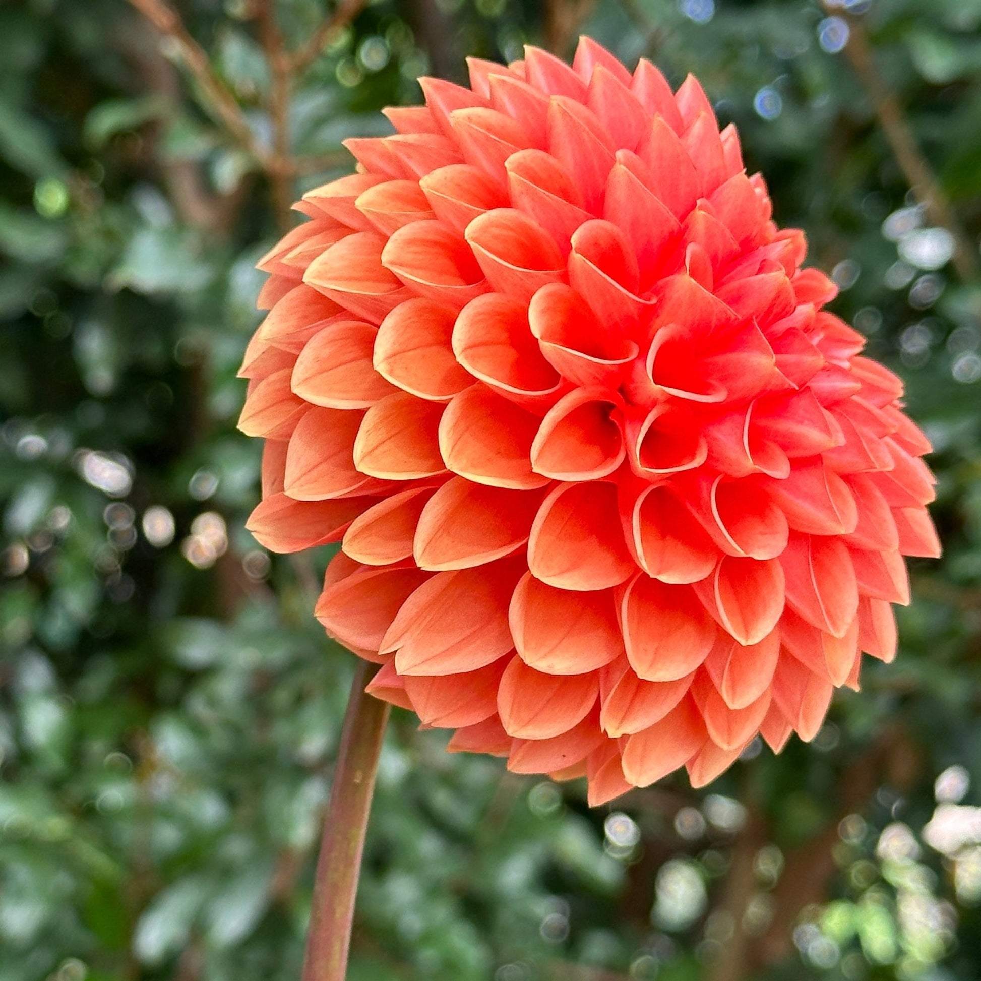 Sylvia AKA Maarn Dahlia Tuber - Love Dahlias - south - africa - flower - bulbs