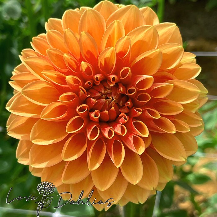 Sylvia AKA Maarn Dahlia Tuber - Love Dahlias - south - africa - flower - bulbs