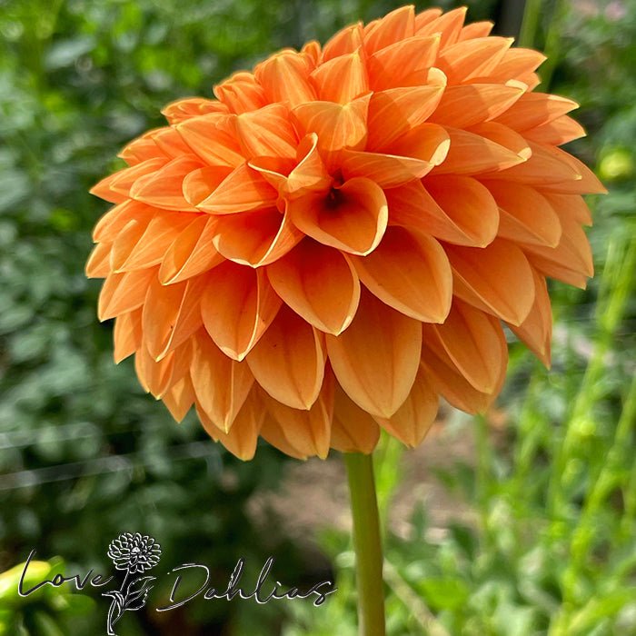 Sylvia AKA Maarn Dahlia Tuber - Love Dahlias - south - africa - flower - bulbs