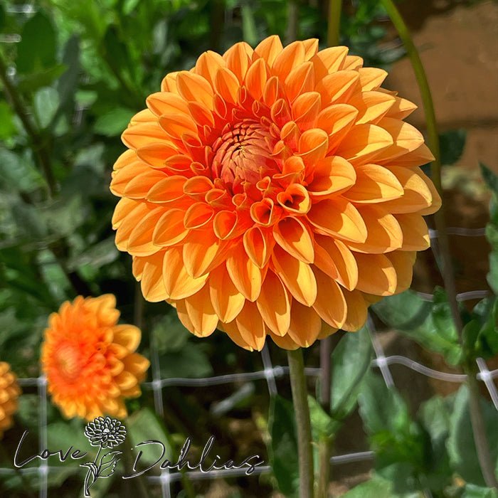 Sylvia AKA Maarn Dahlia Tuber - Love Dahlias - south - africa - flower - bulbs