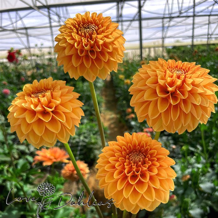 Sylvia AKA Maarn Dahlia Tuber - Love Dahlias - south - africa - flower - bulbs