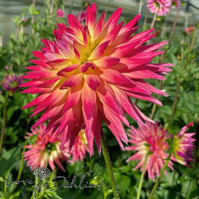 Tahiti Sunrise Dahlia Tuber - Love Dahlias - south - africa - flower - bulbs