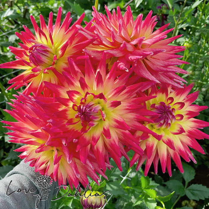 Love Dahlias Dahlia Tubers Bulbs South Africa Tahiti Sunrise