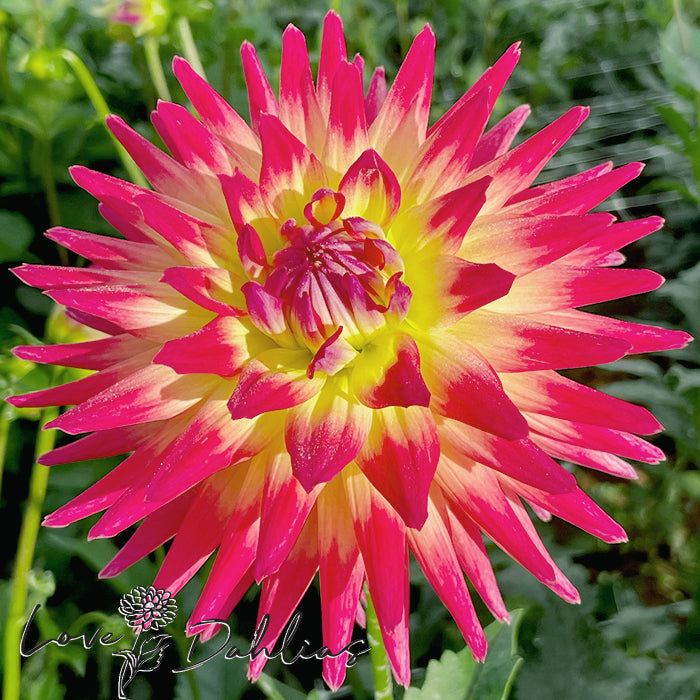 Love Dahlias Dahlia Tubers Bulbs South Africa Tahiti Sunrise