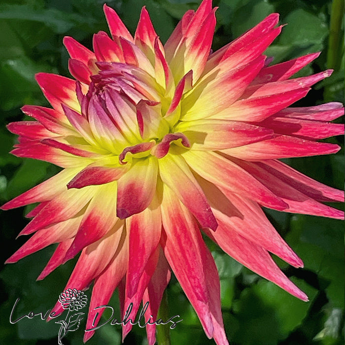 Love Dahlias Dahlia Tubers Bulbs South Africa Tahiti Sunrise