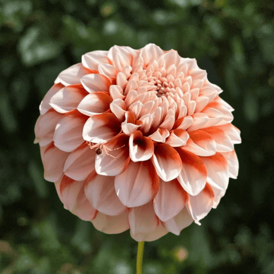 Tangerine Dream Dahlia Tuber | South Africa - Love Dahlias-south-africa-flower-bulbs