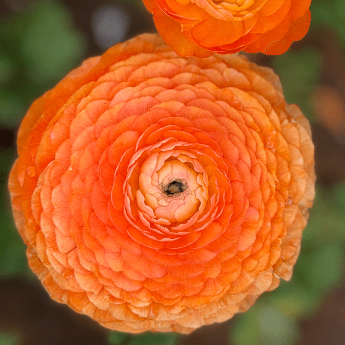 Tangerine Elegantly Double Ranunculus Mix – 10 Corms - Love Dahlias-#south#-#africa#-#flower#-#bulbs#