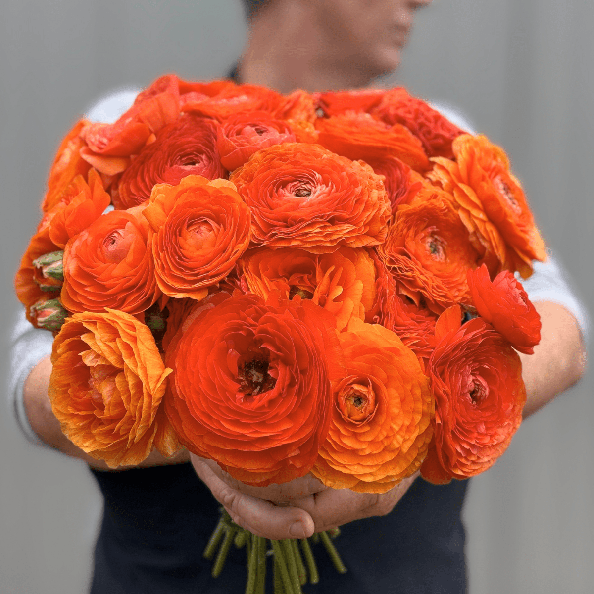 Tangerine Elegantly Double Ranunculus Mix – 10 Corms - Love Dahlias-#south#-#africa#-#flower#-#bulbs#