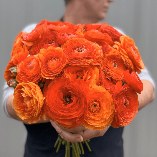 Tangerine Elegantly Double Ranunculus Mix – 10 Corms - Love Dahlias-#south#-#africa#-#flower#-#bulbs#