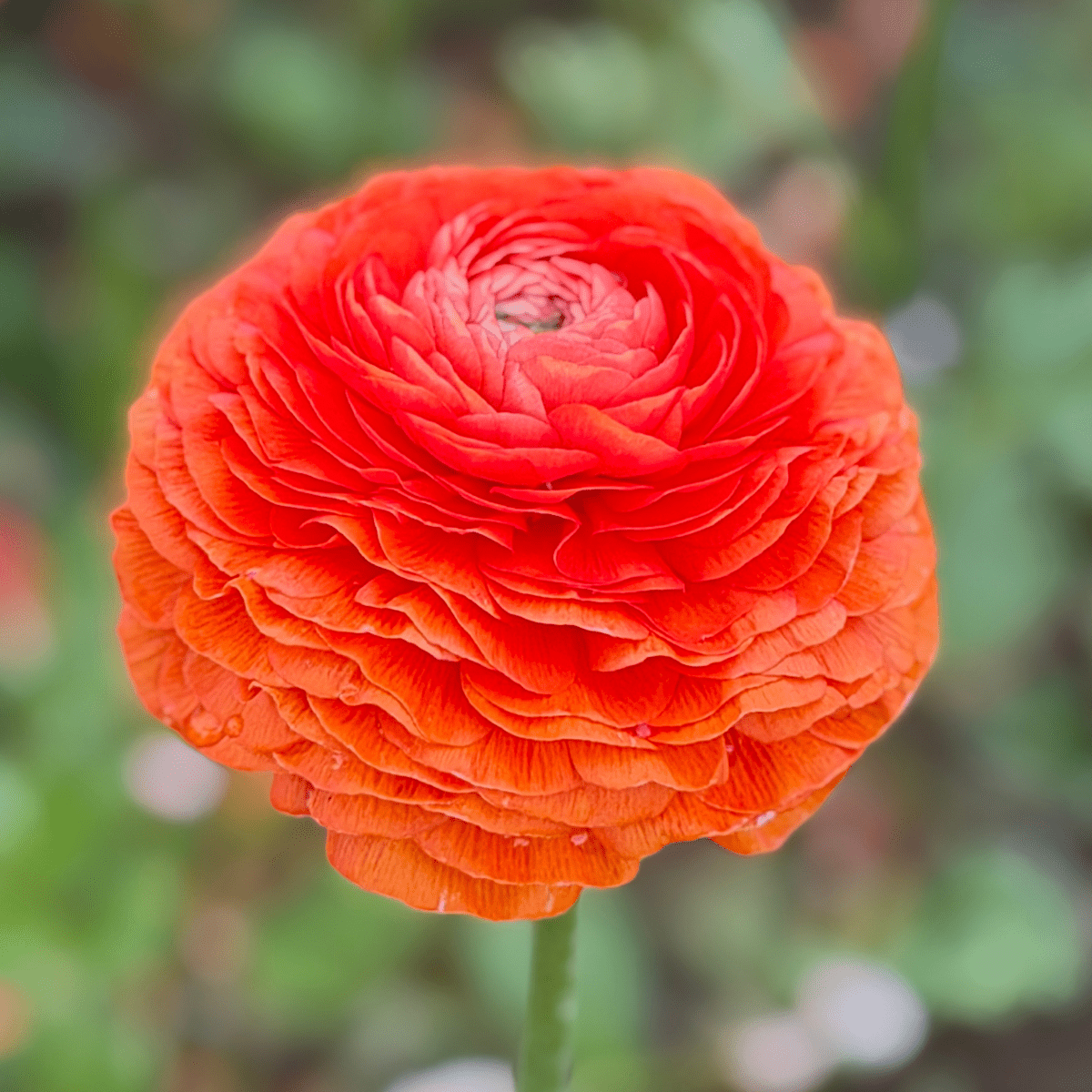 Tangerine Elegantly Double Ranunculus Mix – 10 Corms - Love Dahlias-#south#-#africa#-#flower#-#bulbs#