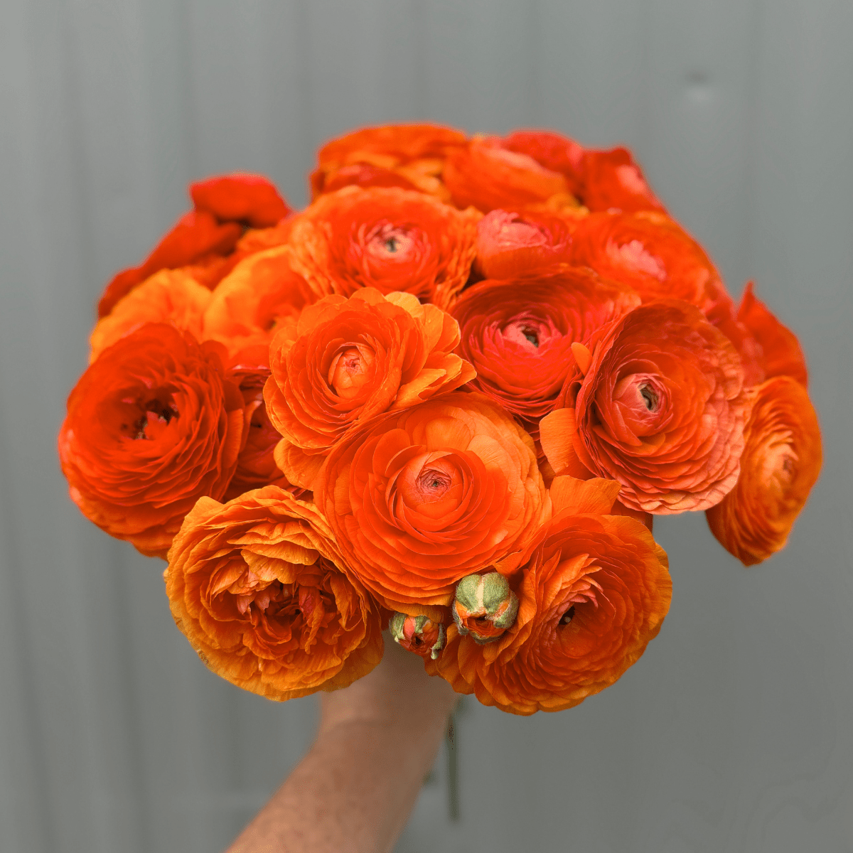 Tangerine Elegantly Double Ranunculus Mix – 10 Corms - Love Dahlias-#south#-#africa#-#flower#-#bulbs#