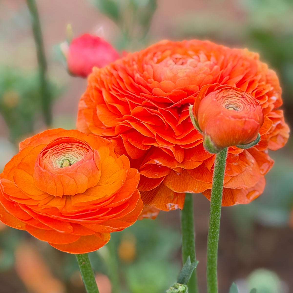 Tangerine Elegantly Double Ranunculus Mix – 10 Corms - Love Dahlias-#south#-#africa#-#flower#-#bulbs#