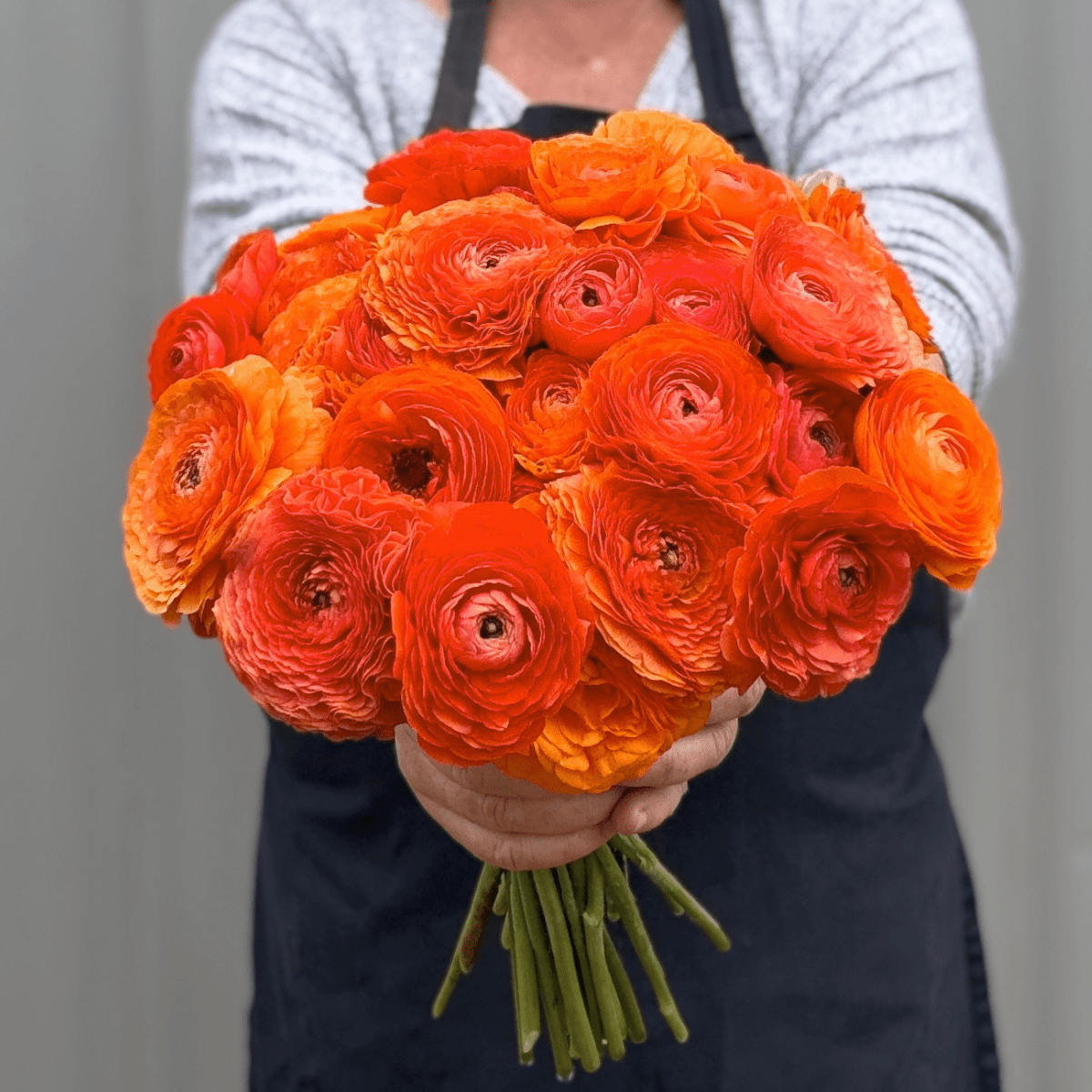 Tangerine Elegantly Double Ranunculus Mix – 10 Corms - Love Dahlias-#south#-#africa#-#flower#-#bulbs#