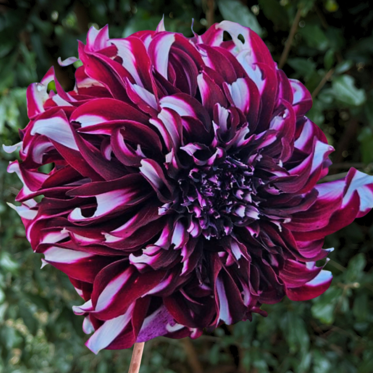 Tartan Dahlia Tuber | South Africa - Love Dahlias - south - africa - flower - bulbs