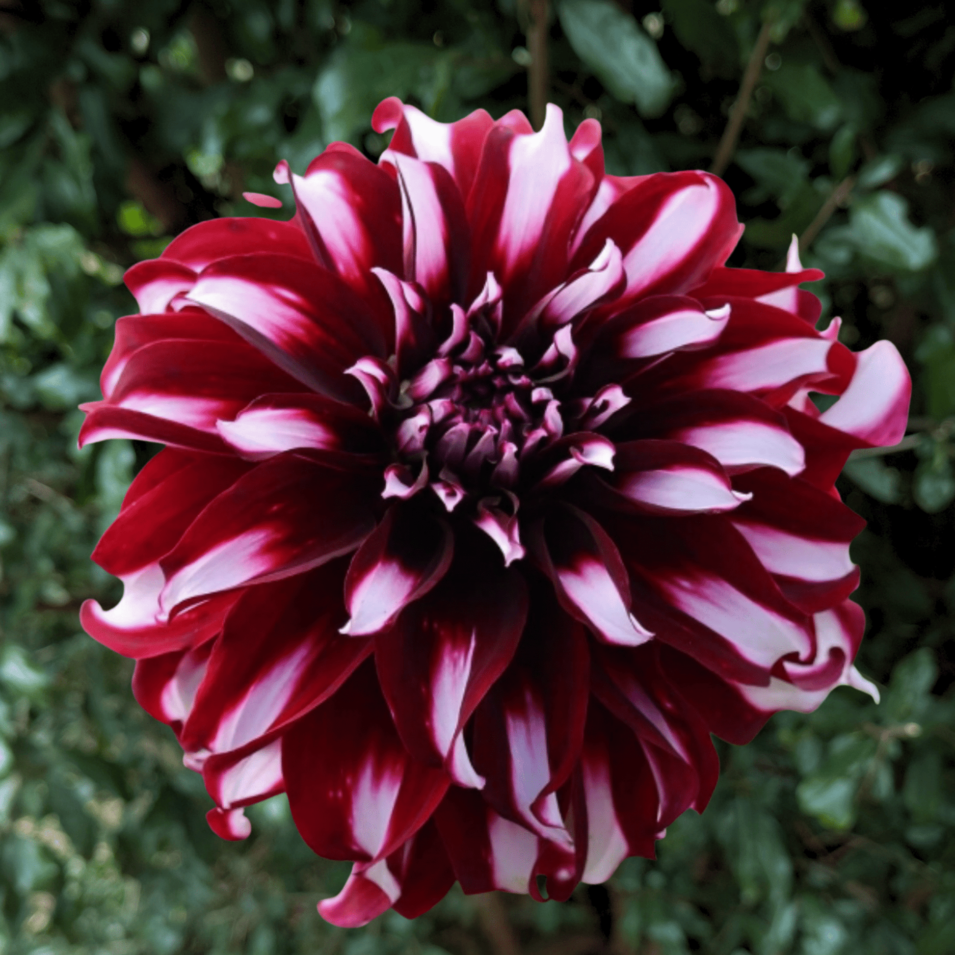 Tartan Dahlia Tuber | South Africa - Love Dahlias - south - africa - flower - bulbs