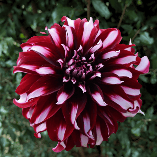 Tartan Dahlia Tuber | South Africa - Love Dahlias - south - africa - flower - bulbs