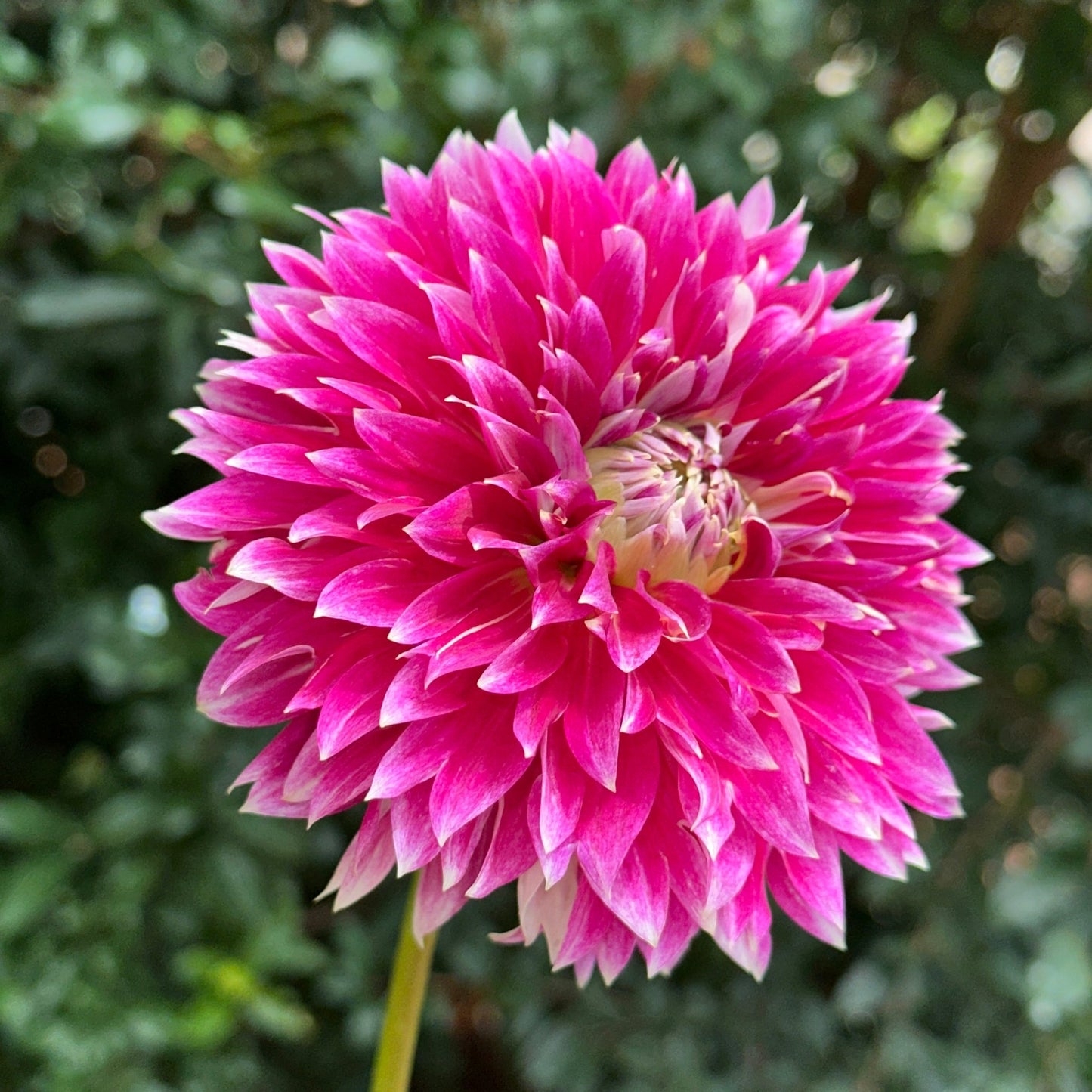 Temple of Beauty Dahlia Tuber - Love Dahlias - south - africa - flower - bulbs