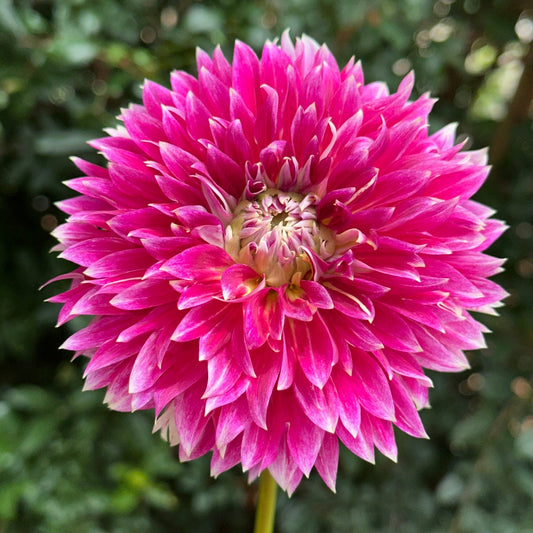Temple of Beauty Dahlia Tuber - Love Dahlias - south - africa - flower - bulbs