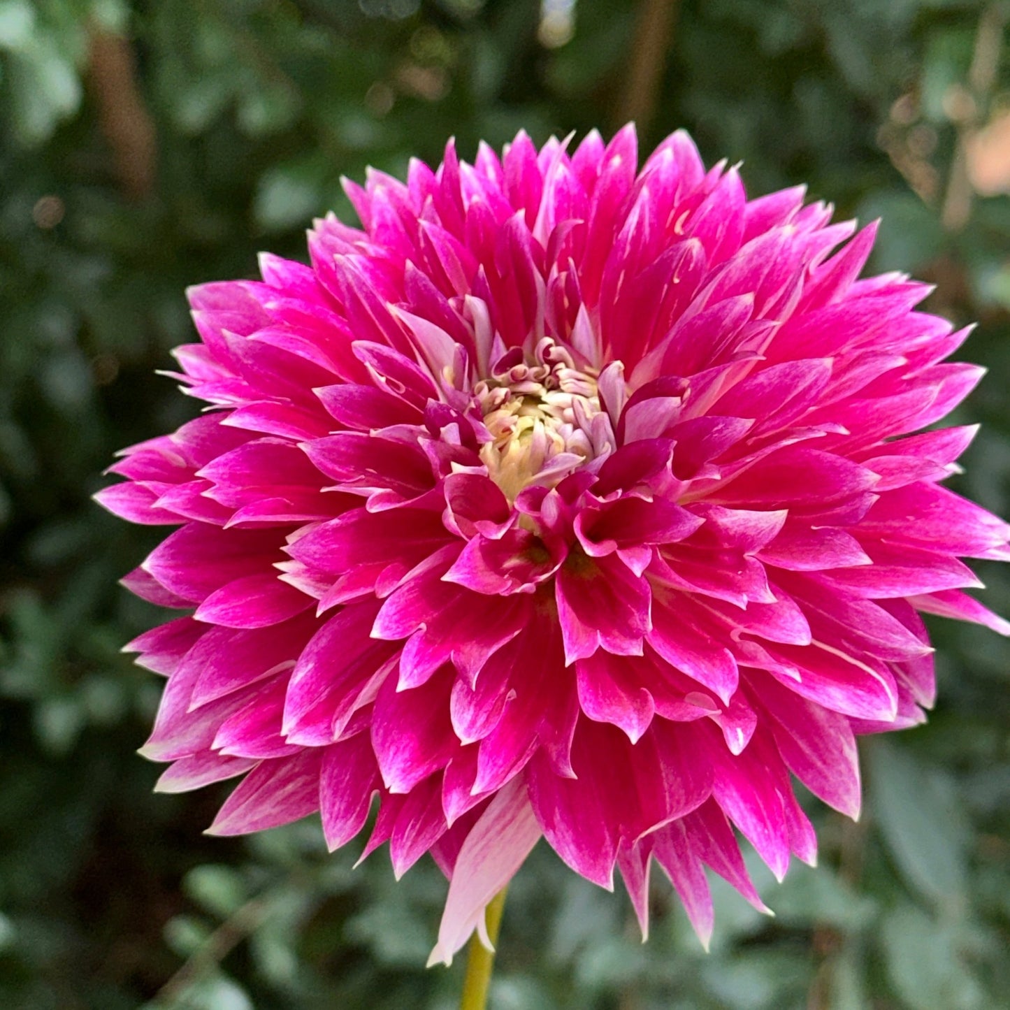 Temple of Beauty Dahlia Tuber - Love Dahlias - south - africa - flower - bulbs